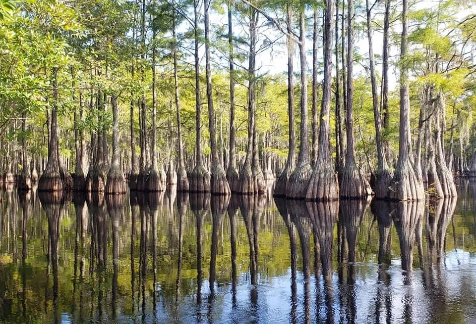 Cypress trees reflected in still marsh water outside Savannah