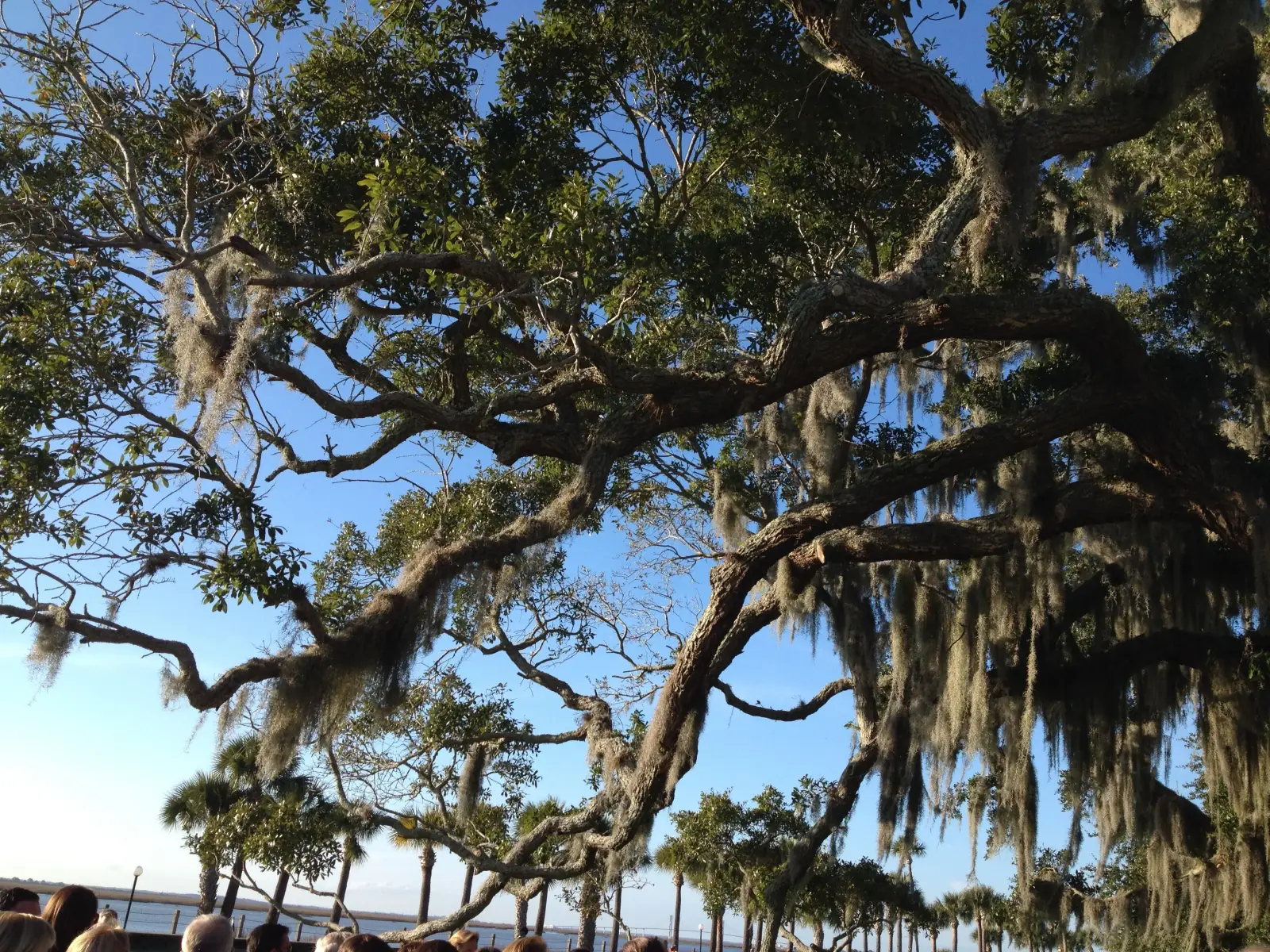 Live oak trees in Savannah