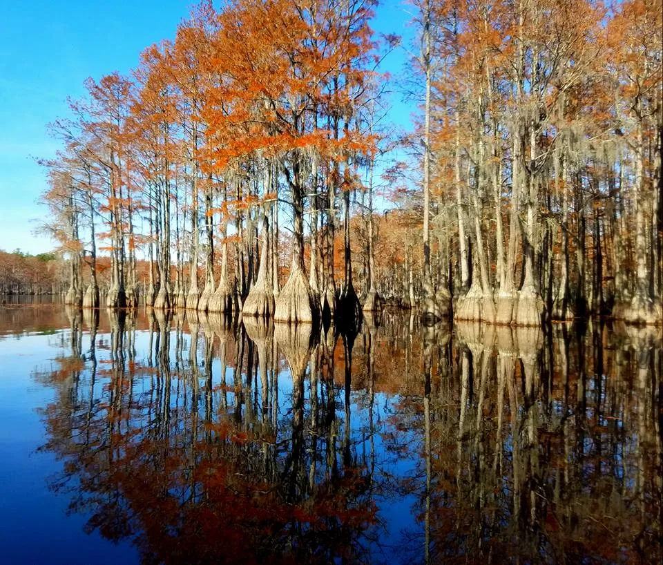 Savannah river scene