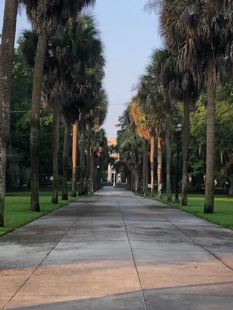 Trees along a Savannah roadway